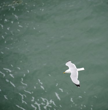 Martı yüksek yükselen