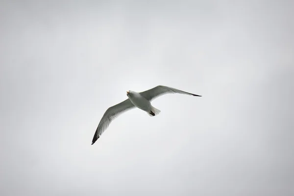 Gaivota voando alto — Fotografia de Stock