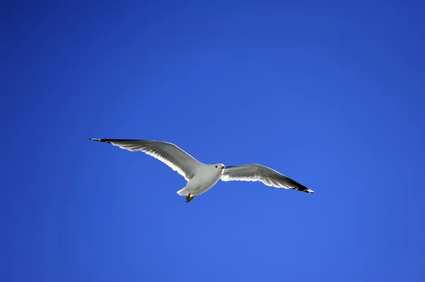 Måken svever høyt – stockfoto