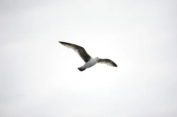 Seagull Soaring high — Stock Photo, Image