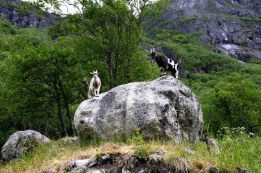Kim var bu kayadır?