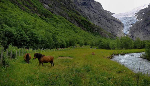 Islandshästar och bergen — Stockfoto