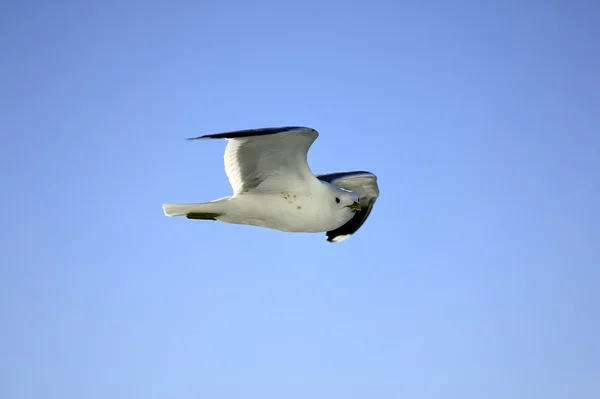 Seagull soaring high — Stock Photo, Image