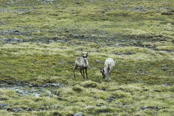 挪威的野生驯鹿 — 图库照片