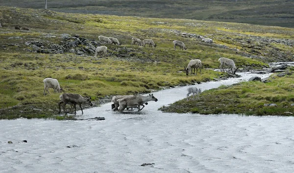 Renas selvagens da Noruega — Fotografia de Stock