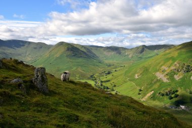 Martindale ortak ve fells