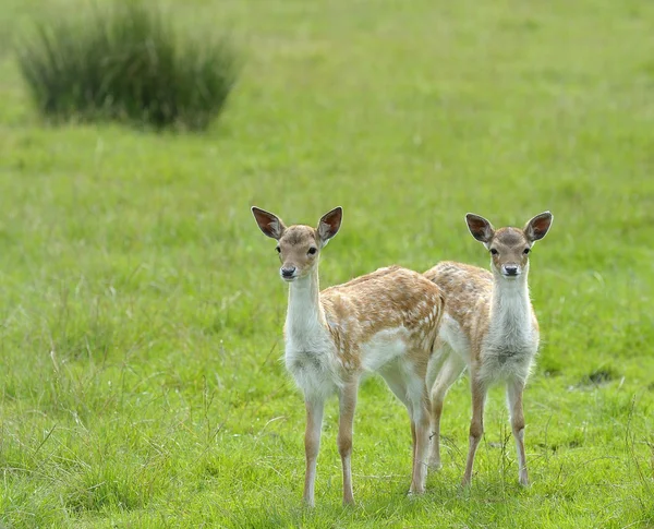 Twin Fallow Deer — Stock Photo, Image