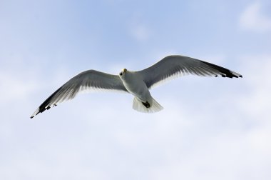 Ortak Seagull on bir Küpeşte