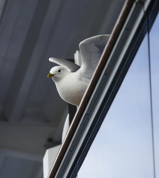 Mouette commune sur une main courante — Photo