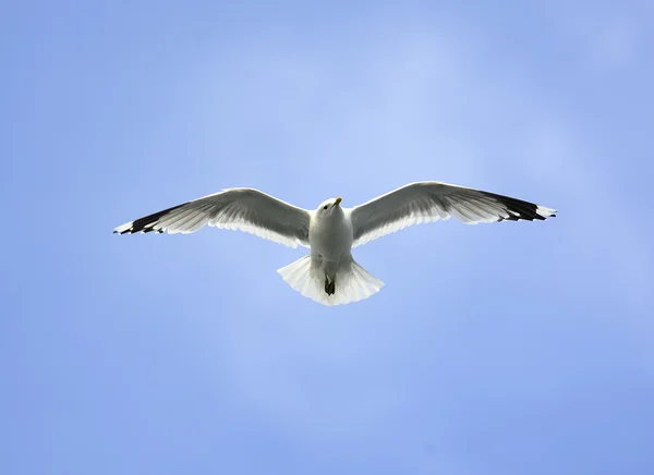 Gaivota comum voando alto — Fotografia de Stock