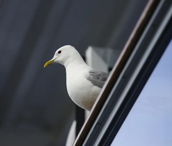 Gaivota comum num corrimão — Fotografia de Stock