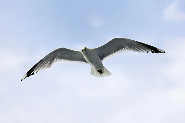 Common Seagull on a handrail — Stock Photo, Image