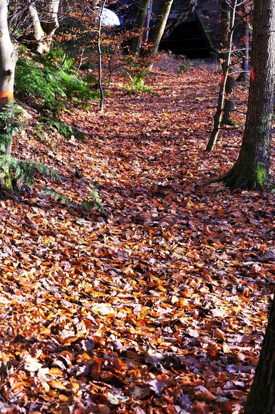 Sentier d'automne — Photo