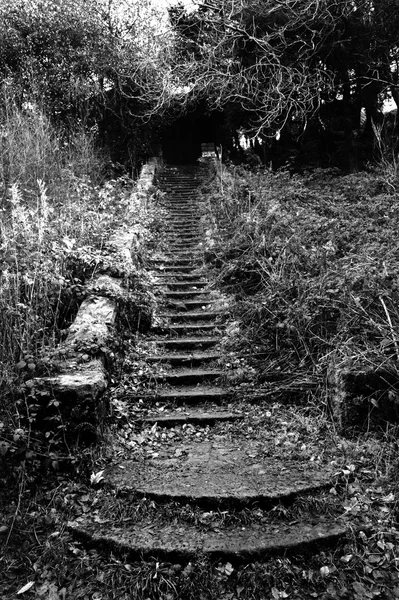 Overgrown Stairway — Stock Photo, Image