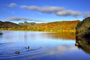 Yeşilbaş ördekler