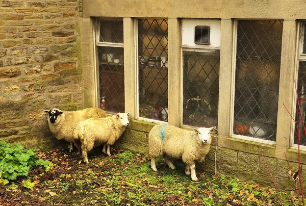 Загнали овець — стокове фото