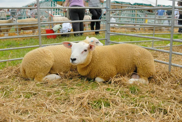 Texel koyunu — Stok fotoğraf