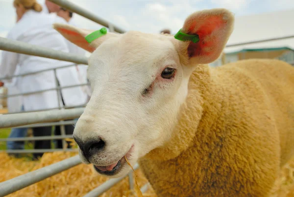 Texel Sheep — Stock Photo, Image