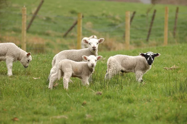 Tavaszi bárányok — Stock Fotó