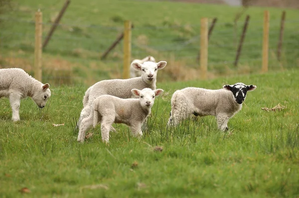 Spring Lambs — Stock Photo, Image