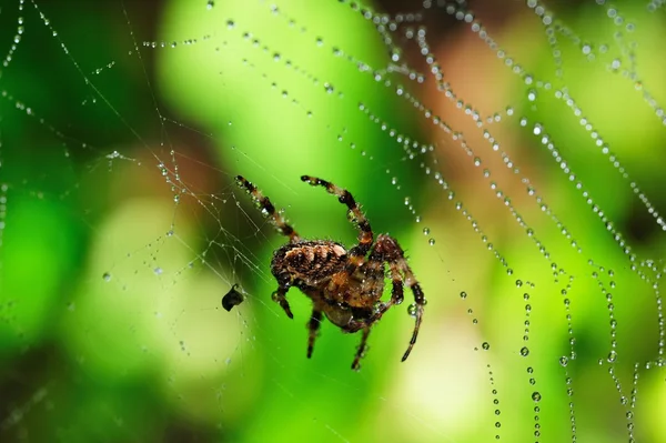 花园的圆球蜘蛛 — 图库照片