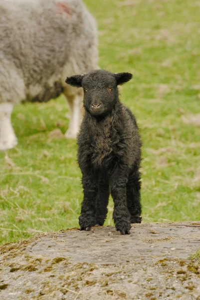 Cordeiro preto bebê — Foto © drewrawcliffe #21646719, image size:401x600