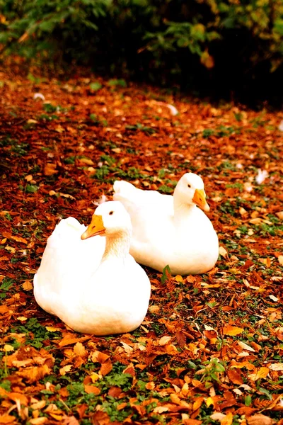 Dos patos blancos —  Fotos de Stock