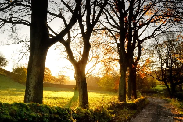 ฤดูใบไม้ร่วงที่ Wycollar - อังกฤษ - สหราชอาณาจักร — ภาพถ่ายสต็อก