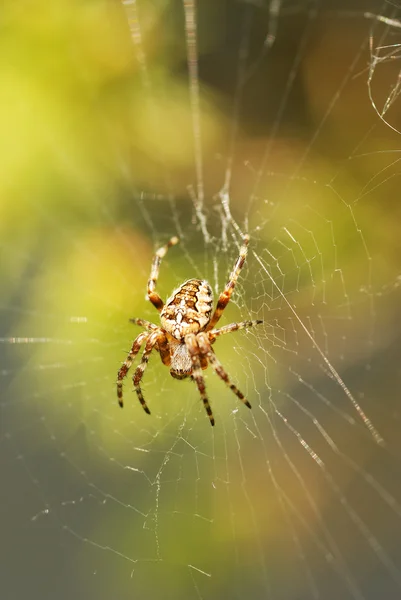 Aranha de orbe de jardim — Fotografia de Stock