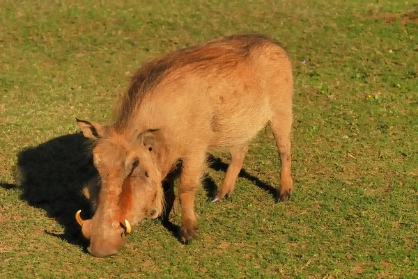 Knobbelzwijn — Stockfoto