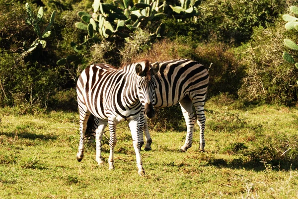 Zebra — Stock Photo, Image