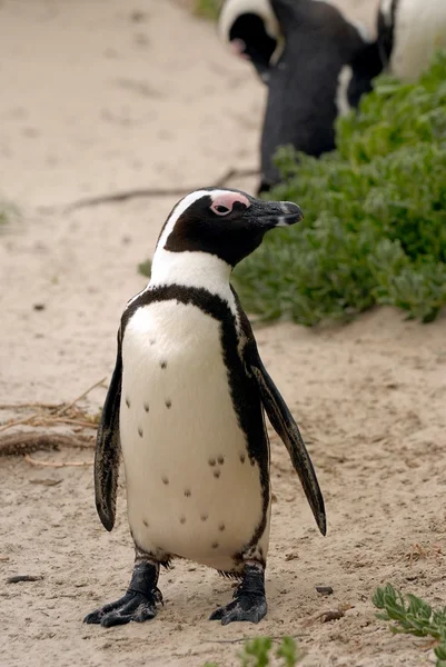 Pingüinos — Foto de Stock