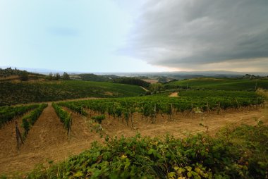 Yaz üzüm bağları