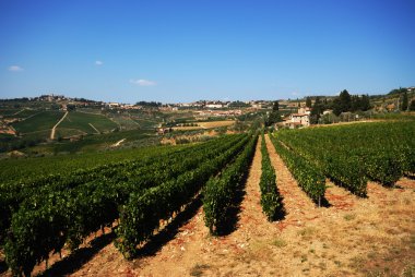 Yaz üzüm bağları