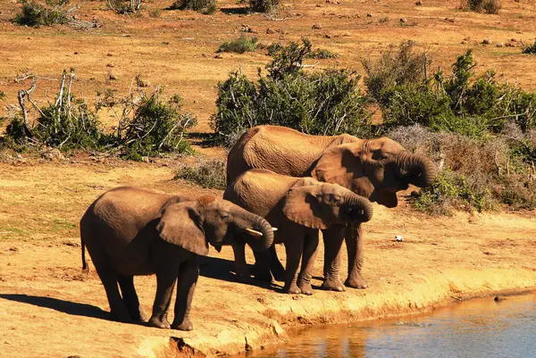 Elephants — Stock Photo, Image