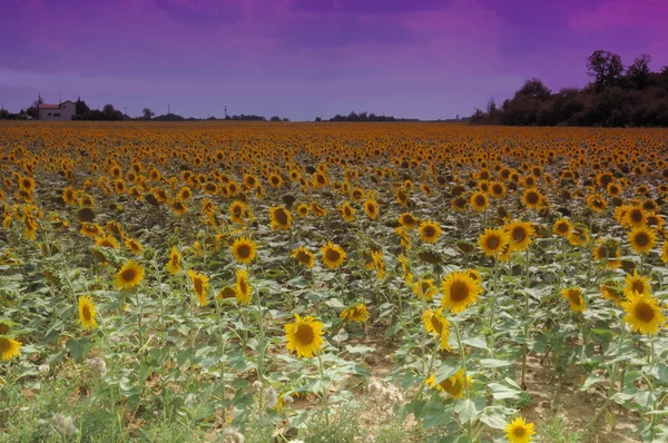 Ayçiçekleri — Stok fotoğraf