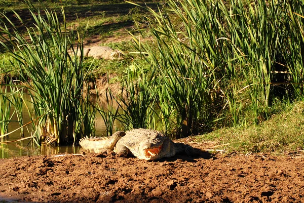 Krokodil in de zon — Stockfoto