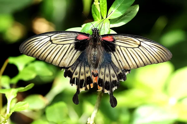 Motýl v klidu — Stock fotografie