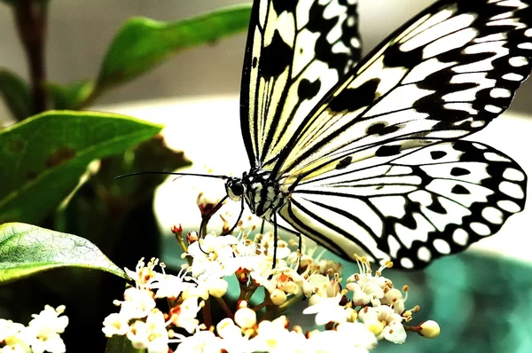 Borboleta — Fotografia de Stock