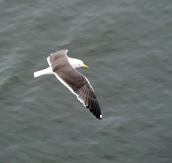 Soaring Seagull — Stock Photo, Image