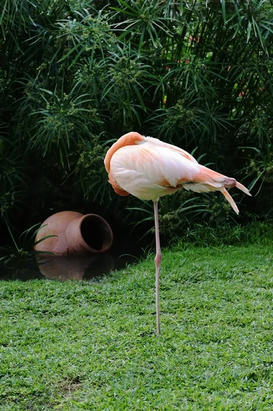 Flamingo uyku — Stok fotoğraf