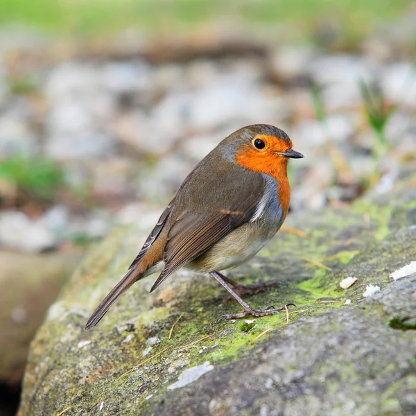 Robin. —  Fotos de Stock