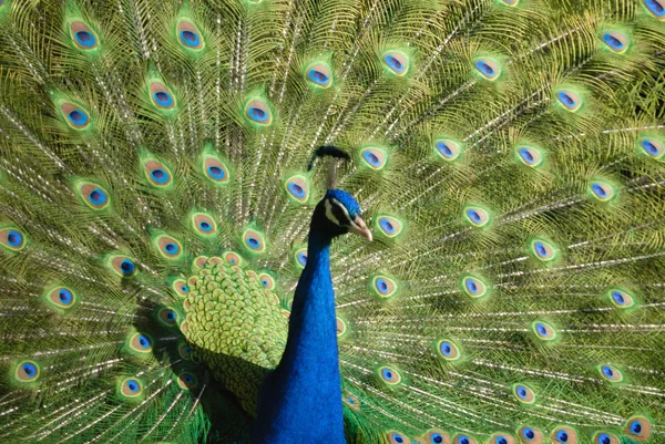 Peacock — Stock Photo, Image