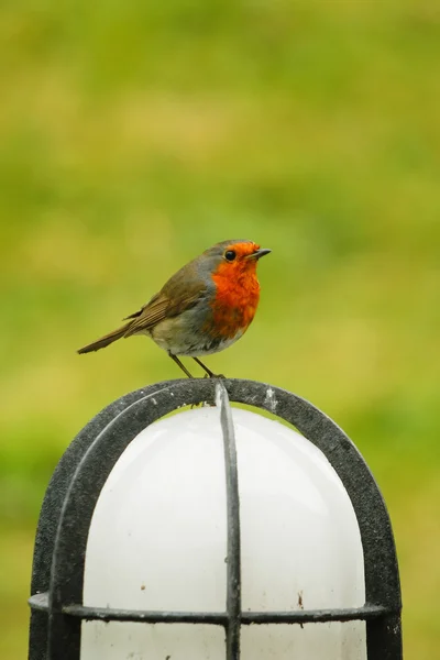 Robin. —  Fotos de Stock