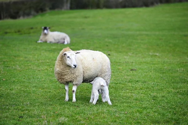 Feeding Time — Stock Photo, Image