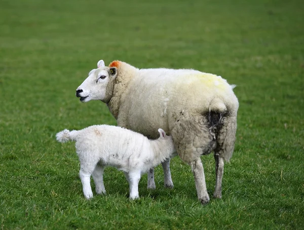 Feeding Time — Stock Photo, Image