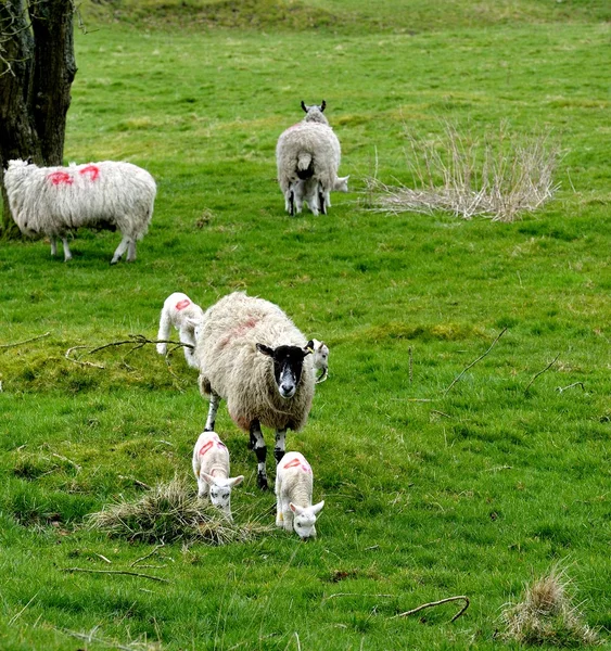 Nuevas familias — Foto de Stock