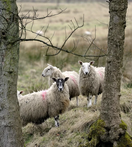 Hiding in the Trees — Stock Photo, Image