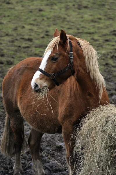 Cavallo con cibo — Foto Stock