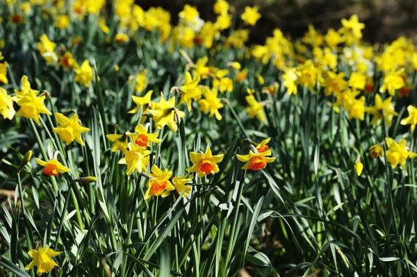 Narcisi primaverili — Foto Stock